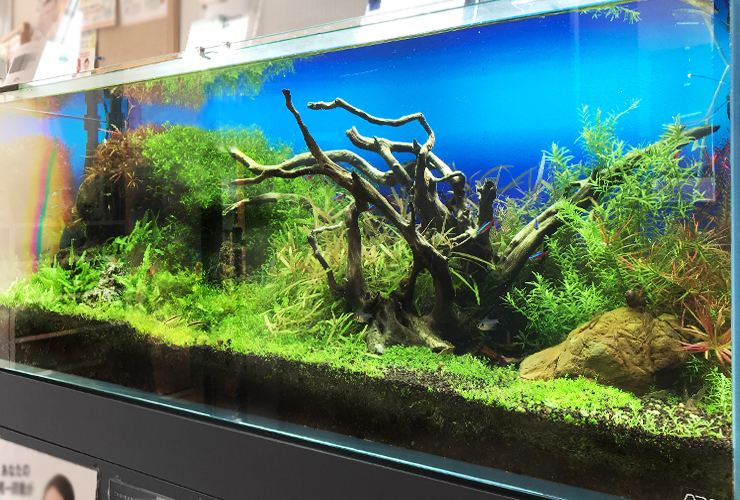 120cm淡水魚水槽 メンテナンス画像3