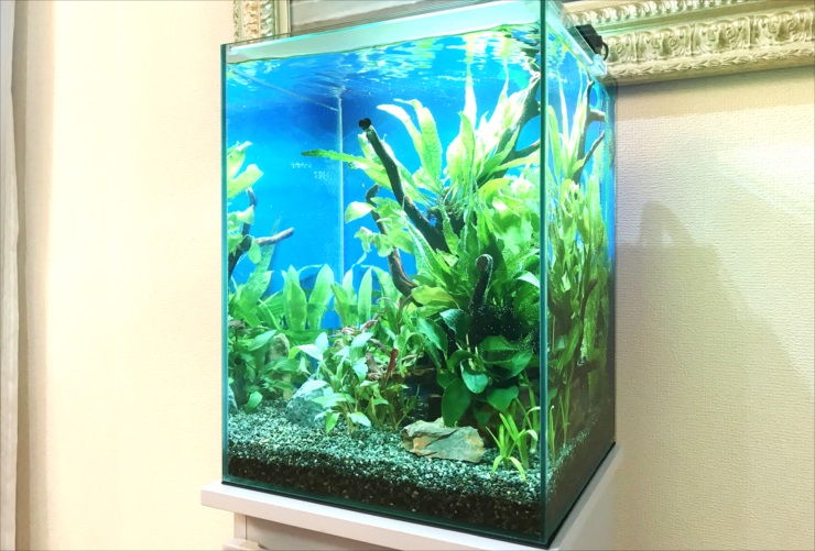 青い背景に流木と水草を配置した小型の淡水魚水槽