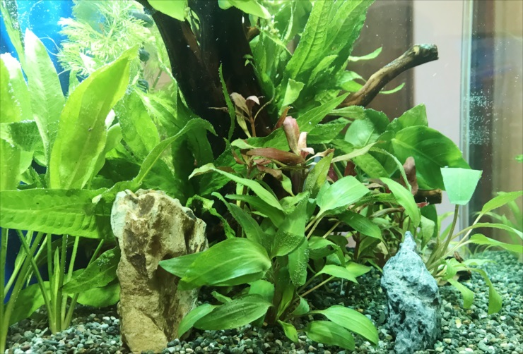流木と石を配置した水槽内の水草レイアウト