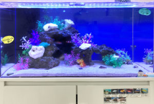大阪府茨木市 薬局 90cm 海水魚水槽 レンタル事例 水槽画像2