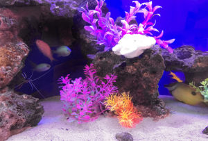 大阪府茨木市 薬局 90cm 海水魚水槽 レンタル事例 水槽画像3