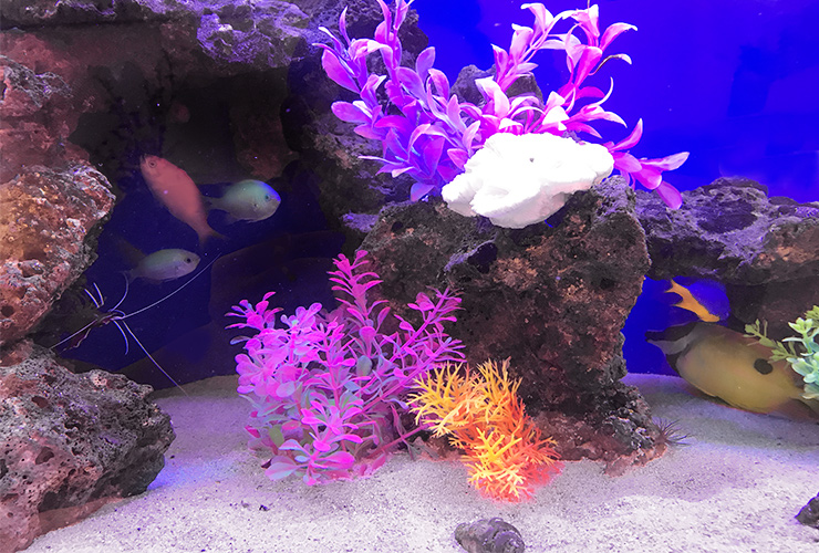 岩組と人工水草を配置した海水魚水槽のレイアウト