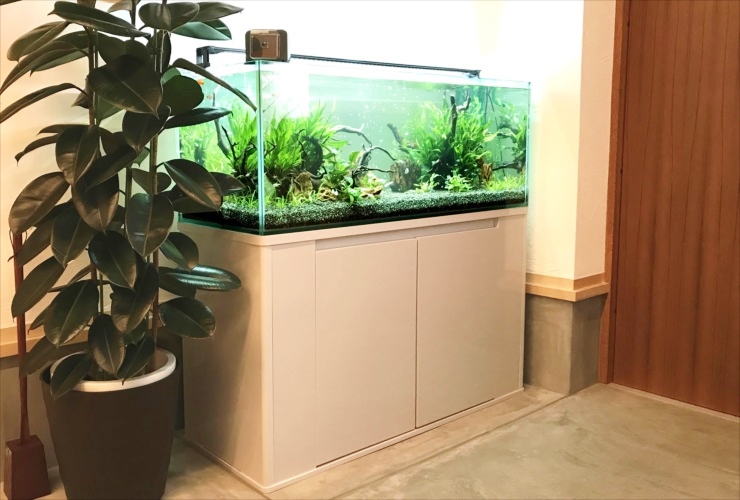観葉植物の横に設置された水草レイアウト水槽と白い水槽台
