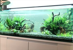 大阪 モデルルームのエントランス 120cm淡水魚水槽 レンタル事例 水槽画像3