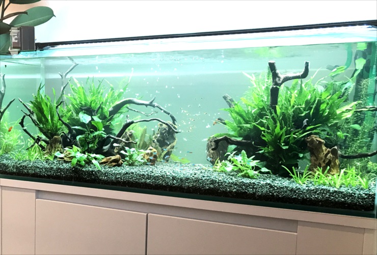 流木と水草を配置した大型の淡水魚水槽レイアウト