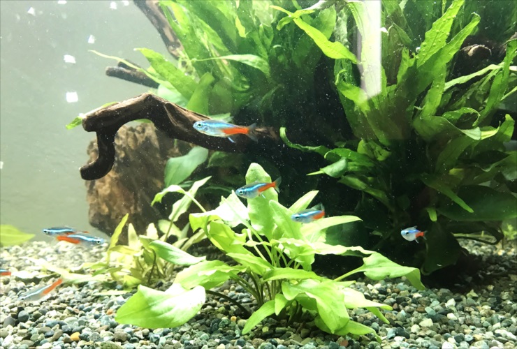水草と流木の間を泳ぐネオンテトラの仲間と砂利の底砂