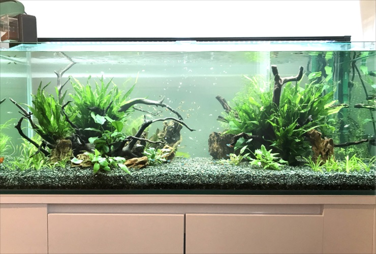 流木と水草を配置した大型水槽のレイアウト