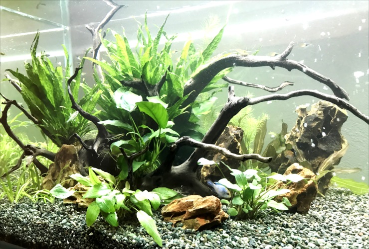 流木と水草を配置した熱帯魚水槽のレイアウト構成