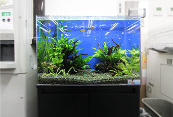港区 オフィス 60cm淡水魚水槽 水槽レンタル事例 水槽画像1