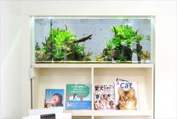 クリニックの待合室 壁埋め込み型 120cm淡水魚水槽 販売メンテナンス事例 その後 水槽画像1