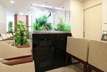 新宿区　検診センターの待合室 90cm淡水魚水槽　レンタル事例　その後 水槽画像１