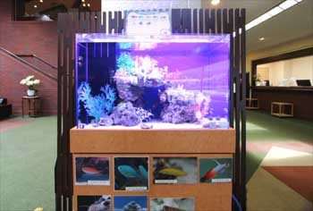 ゴルフ倶楽部　エントランス 60cm海水魚水槽　水槽レンタル事例 水槽画像２