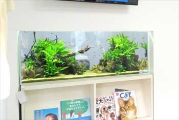 クリニックの待合室 壁埋め込み型 120cm淡水魚水槽 販売メンテナンス事例 その後 水槽画像2