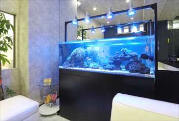 神奈川県川崎市 オフィス 150cm海水魚水槽 販売・設置事例 その後 水槽画像2
