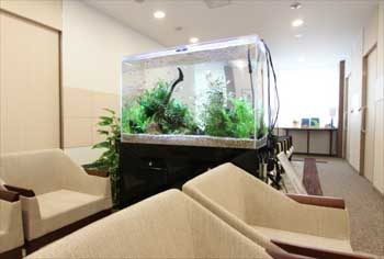 新宿区　検診センターの待合室 90cm淡水魚水槽　レンタル事例　その後 水槽画像２