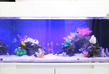 練馬区 皮膚科小児科の待合室 120cm海水魚水槽 水槽リース事例 水槽画像2