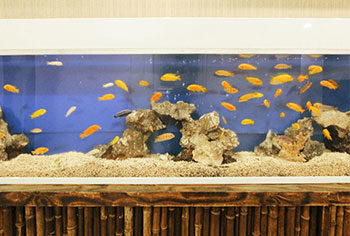 東京都台東区 店舗 420cm埋め込み淡水魚水槽 メンテナンス事例 水槽画像2