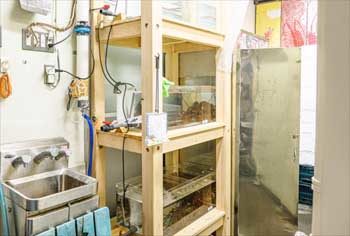 豊洲市場　伊勢海老問屋　大鈴 様 活魚水槽　販売・設置事例 水槽画像２