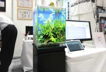 東京ビックサイト 短期イベント 30cm淡水魚水槽 短期水槽レンタル事例 水槽画像2