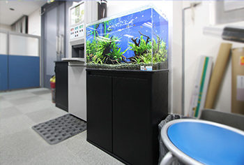 港区 オフィス 60cm淡水魚水槽 水槽レンタル事例 水槽画像3