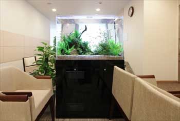 新宿区　検診センターの待合室 90cm淡水魚水槽　レンタル事例　その後 水槽画像３