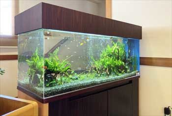 神奈川県湯河原町 老人ホーム 120cm淡水魚水槽 販売・メンテナンス事例 水槽画像3