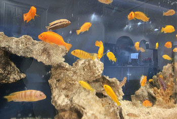 東京都台東区 店舗 420cm埋め込み淡水魚水槽 メンテナンス事例 水槽画像3