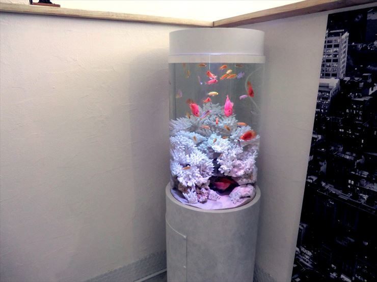 サロン様 45cm円柱淡水魚水槽 設置事例 水槽画像3