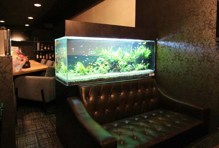 町田市 飲食店(Bar) 淡水アクアリウム 導入事例のサムネイル画像