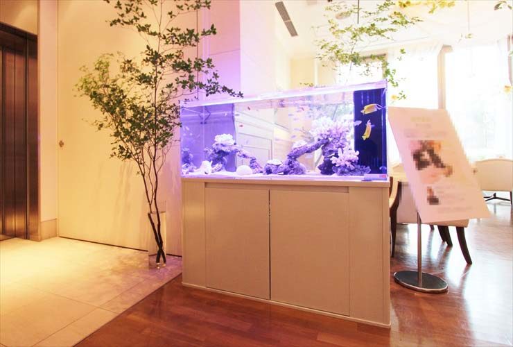 銀座　イベント　大型海水魚水槽 白を基調としたアクアリウム事例のサムネイル画像