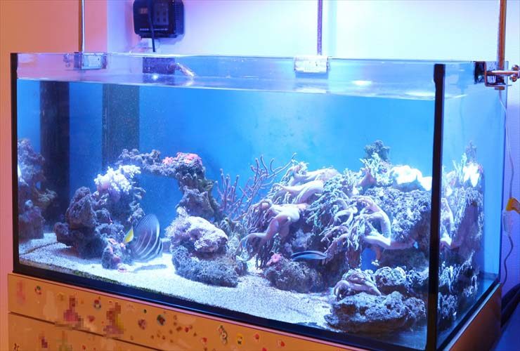 目黒区　個人宅　水槽交換 レイアウトのリニューアル事例のサムネイル画像