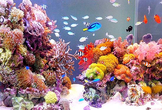 「水槽の楽園」にて放送されました 水槽画像1