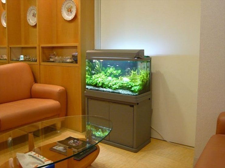 東京都目黒区 クリニック様  60cm淡水魚水槽  レンタル事例