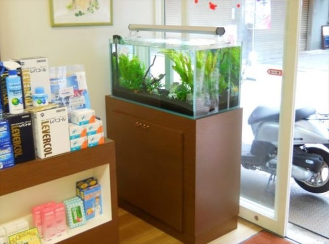 東京都 薬局様  90cm淡水魚水槽  水槽レンタル事例のサムネイル画像