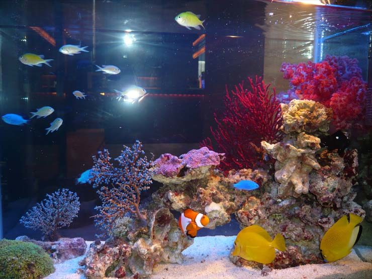 ウェディング水槽 水槽設置事例 水槽画像3