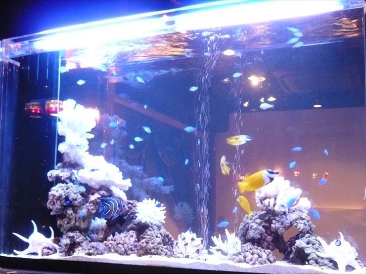 東京都新宿区 飲食店様 150cm海水魚水槽 レンタル事例 水槽画像2
