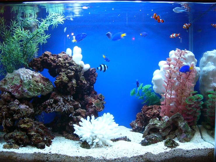 池袋 店舗様 60cm海水魚水槽 設置事例 水槽画像3