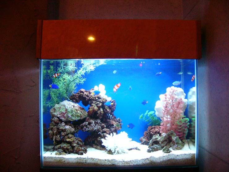 池袋 店舗様 60cm海水魚水槽 設置事例 水槽画像2