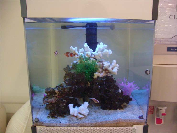 インデックス株式会社様 45cm海水魚水槽 設置事例 水槽画像3