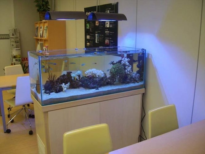 東京都渋谷区 企業様 オフィス 120cm海水魚水槽 レンタル事例のサムネイル画像
