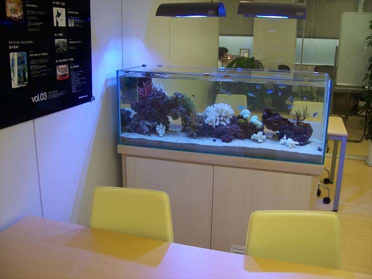 東京都渋谷区 企業様 オフィス 120cm海水魚水槽 レンタル事例 水槽画像3