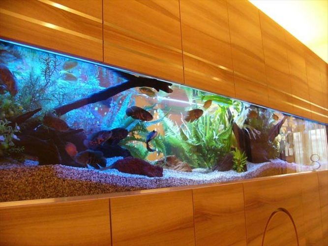 北千住モデルルームの壁面に設置 古代魚の大型アクアリウム販売の事例 メイン画像