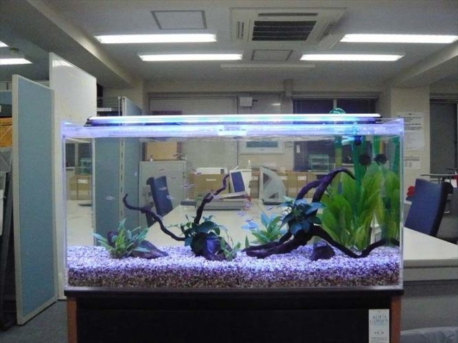 港区 企業様  90cm淡水魚水槽  設置事例のサムネイル画像