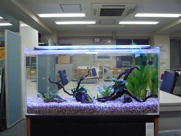 港区 企業様  90cm淡水魚水槽  設置事例