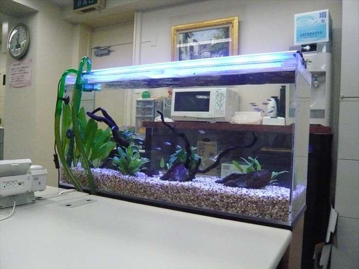 港区 企業様 90cm淡水魚水槽 設置事例 水槽画像3
