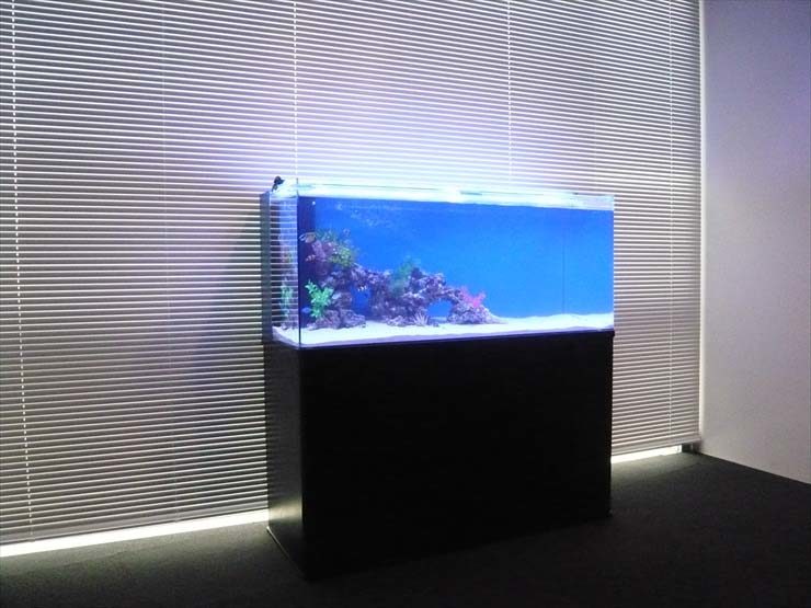 品川区 企業様 120cm海水魚水槽 設置事例 水槽画像1