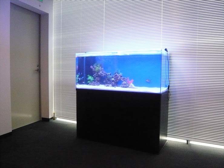 品川区 企業様 120cm海水魚水槽 設置事例 水槽画像2