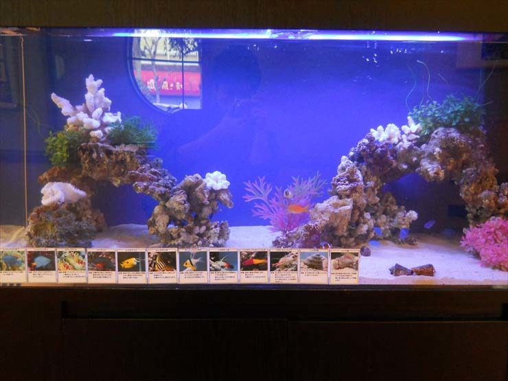 東京都江戸川区 飲食店様 120cm海水魚水槽 設置事例 水槽画像3