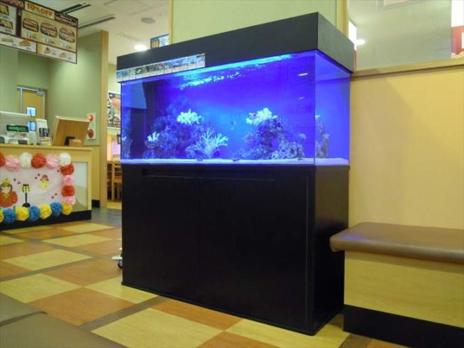 神奈川県川崎市 飲食店様  120cm海水魚水槽  設置事例 メイン画像