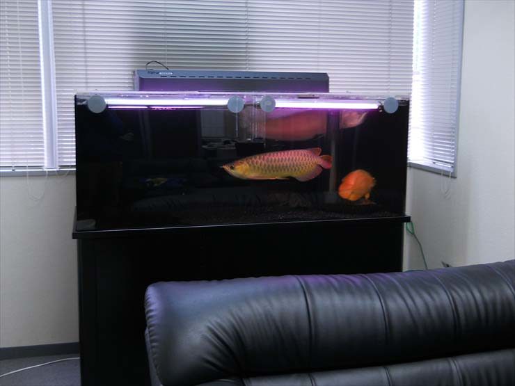 新宿区 企業様 150cm淡水魚水槽 販売事例 水槽画像2